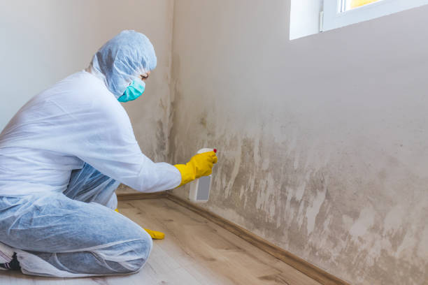 Licensed Basement Mold Remediation service in Cary, NC - 24 Hour Mold Removal