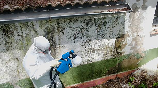 Top rated local Basement Mold Remediation specialists in Cary, NC
